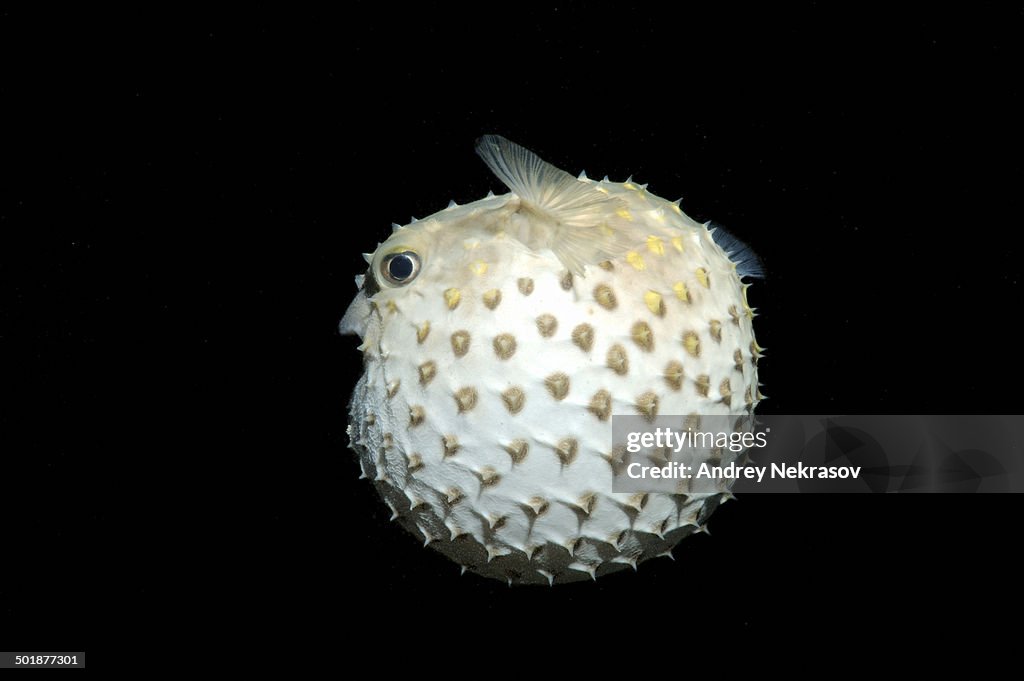 Spotbase Burrfish -Cyclichthys spilostylus-, night diving, Red Sea, Egypt