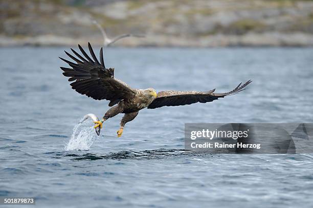 white-tailed eagle or sea eagle -haliaeetus albicilla- flying away with a captured fish, lauvsnes, flatanger, nord-trondelag, trondelag, norway - flatanger stock pictures, royalty-free photos & images