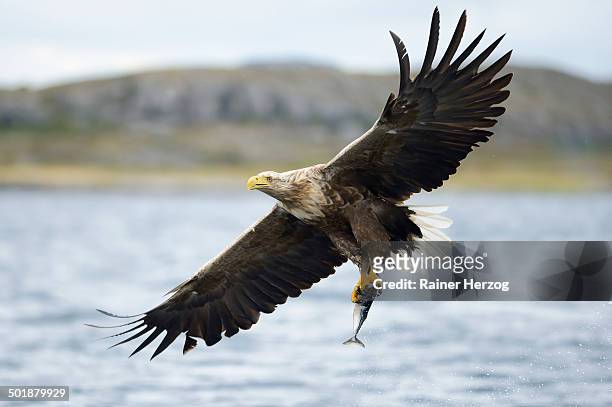white-tailed eagle or sea eagle -haliaeetus albicilla- with outstretched wings flying away with a captured fish, lauvsnes, flatanger, nord-trondelag, trondelag, norway - flatanger stock pictures, royalty-free photos & images