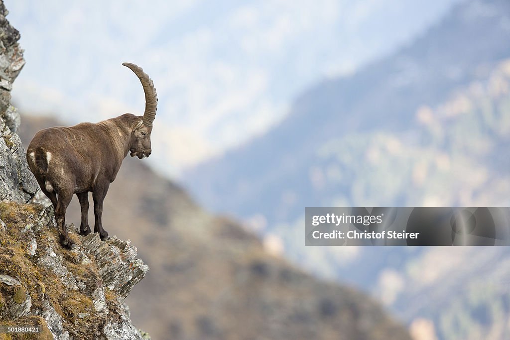 Alpine Ibex -Capra ibex-, Oberbergtal Valley, Stubai Valley, Tyrol, Austria