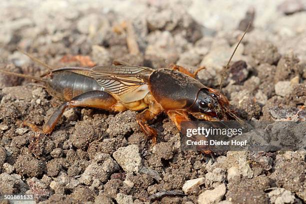 european mole cricket -gryllotalpa gryllotalpa-, cleans one of its long feelers, allgau, bavaria, germany - mole cricket stockfoto's en -beelden