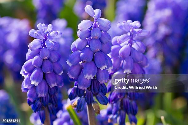 grape hyacinth -muscari botryoides- - muscari botryoides stock pictures, royalty-free photos & images