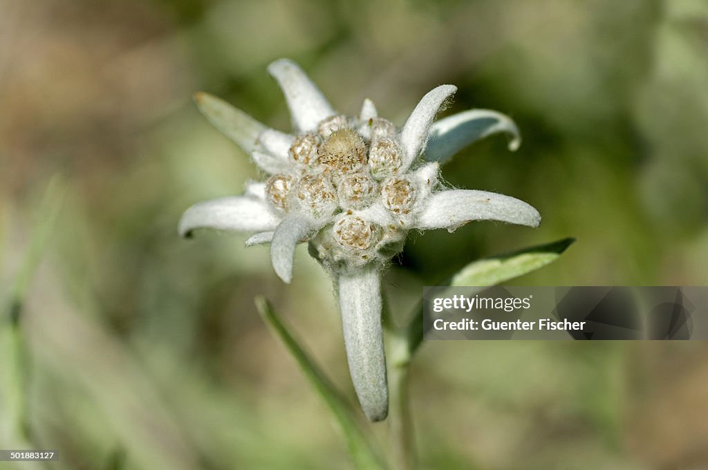 Edelweiss -Leontopodium alpinum Cass.-