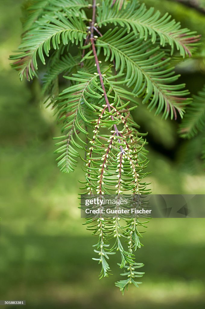 Male cones of Dawn Redwood -Metasequoia glyptostroboides-, China, People's Republic of China