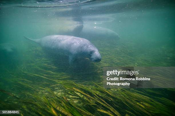 a pod of manatees swim in wakulla springs, florida, usa - pod group of animals stock-fotos und bilder