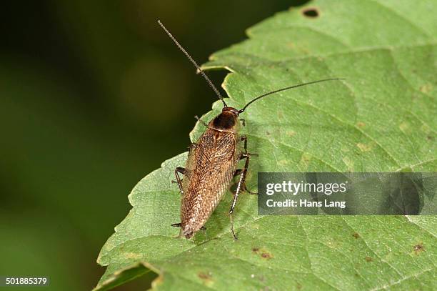 Dusky Cockroach 60 Of German Cockroaches Stock Photos, High-Res Pictures, and Images ...