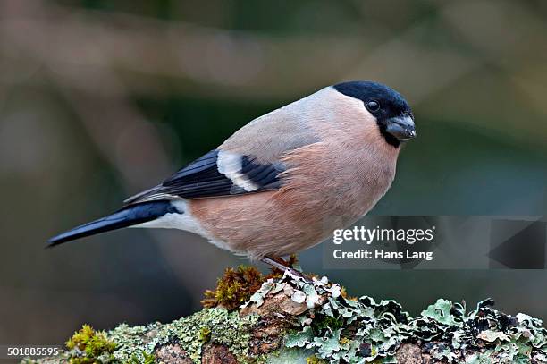 bullfinch or eurasian bullfinch -pyrrhula pyrrhula-, female feeding on sunflower seed, untergroningen, abtsgmuend, baden-wurttemberg, germany - ciuffolotto comune eurasiatico foto e immagini stock