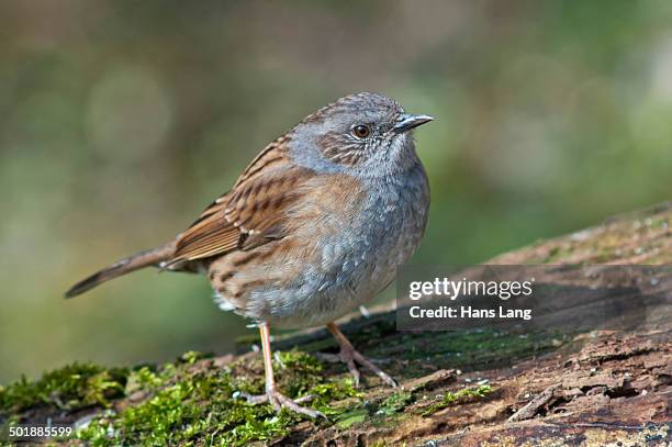 dunnock, also hedge accentor, hedge sparrow or hedge warbler -prunella modularis-, untergroningen, abtsgmuend, baden-wurttemberg, germany - prunellidae stock pictures, royalty-free photos & images