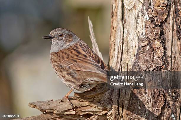dunnock, also hedge accentor, hedge sparrow or hedge warbler -prunella modularis-, untergroningen, abtsgmuend, baden-wurttemberg, germany - prunellidae stock pictures, royalty-free photos & images