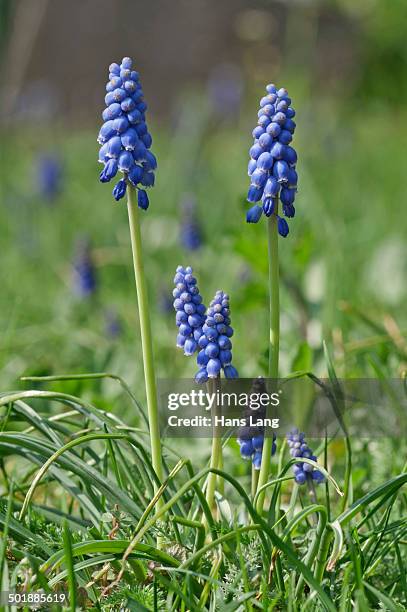 flowering grape hyacinths -muscari botryoides-, untergroningen, abtsgmuend, baden-wurttemberg, germany - muscari botryoides stock pictures, royalty-free photos & images