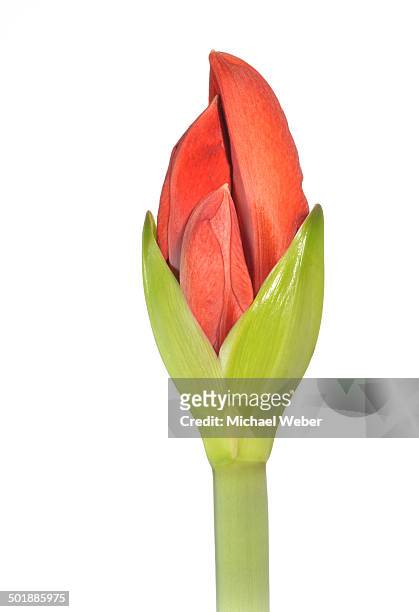 amaryllis -hippeastrum-, flower bud opening - bud opening stock pictures, royalty-free photos & images