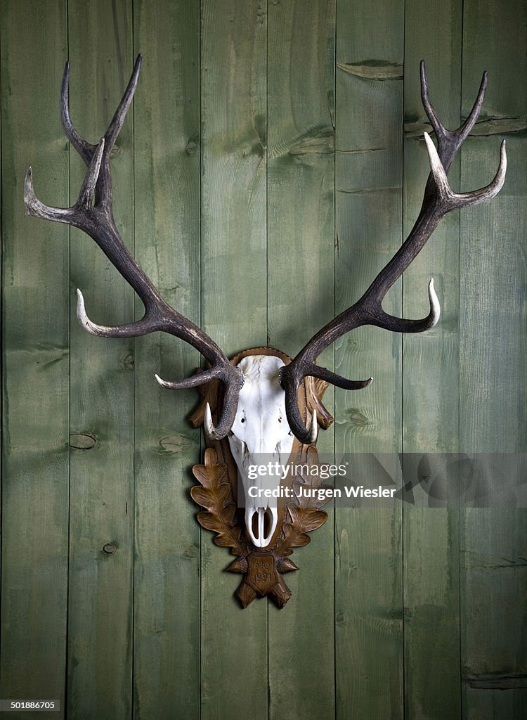 Hunting trophy, 14-point-antlers, mounted red deer antlers on a wooden wall