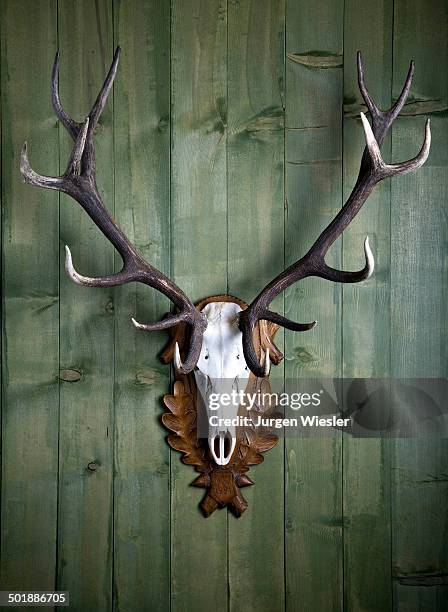 hunting trophy, 14-point-antlers, mounted red deer antlers on a wooden wall - deer skull stock pictures, royalty-free photos & images