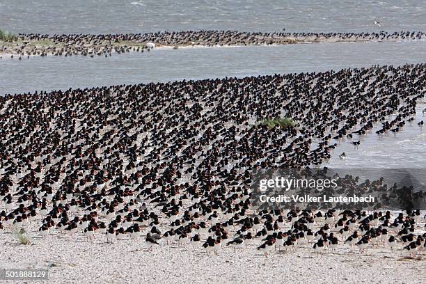 a flock of eurasian oystercatchers -haematopus ostralegus- during high tide, minsener oog, east frisian islands, friesland district, lower saxony, germany - oog stock-fotos und bilder