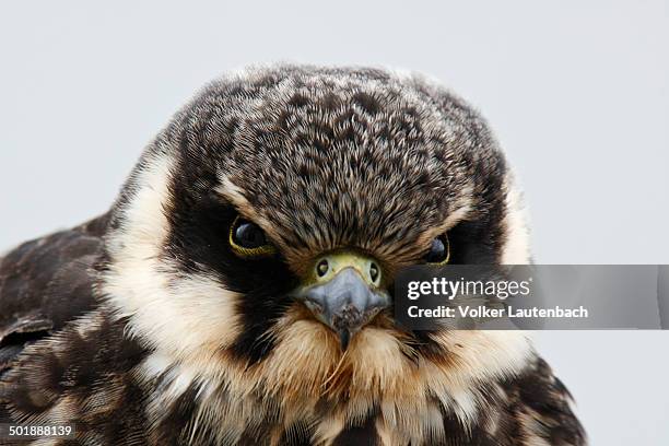eurasian hobby -falco subbuteo-, juvenile, portrait, ostriesische inseln, friesland, lower saxony, germany - falco subbuteo stock pictures, royalty-free photos & images