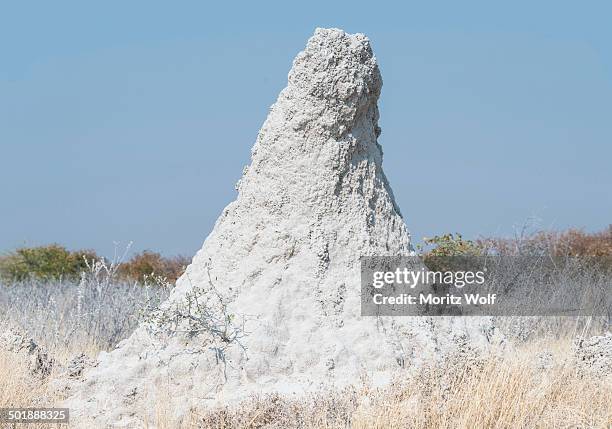 termite mound at the edge of the etosha pan, etosha national park, namibia - isoptera stock pictures, royalty-free photos & images