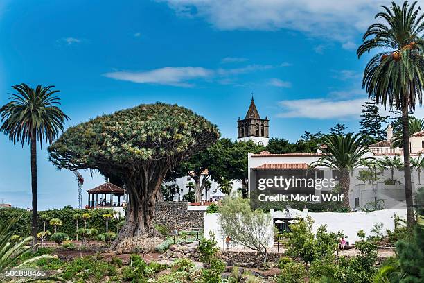 dragon tree, icod de los vinos, tenerife, canary islands, spain - dracaena draco stock pictures, royalty-free photos & images