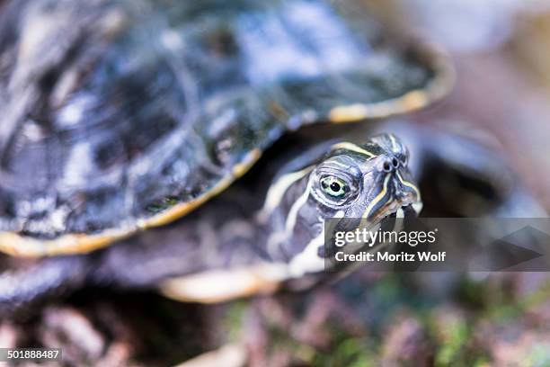 florida redbelly turtle -pseudemys nelsoni-, native to florida - florida red bellied cooter stock pictures, royalty-free photos & images