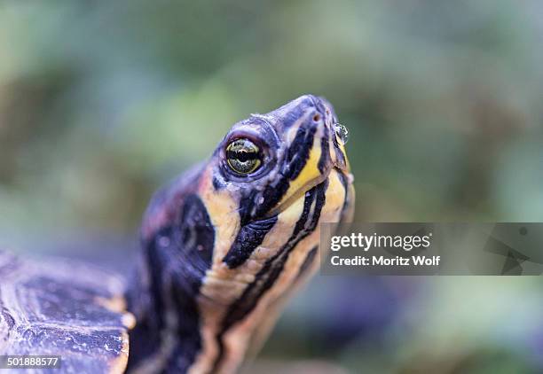 florida redbelly turtle -pseudemys nelsoni-, native to florida - florida red belly turtle stock pictures, royalty-free photos & images