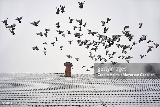 pigeons taking flight from the snow-covered roof of a barn, eckenhaid, eckental, middle franconia, bavaria, germany - rock dove stock pictures, royalty-free photos & images