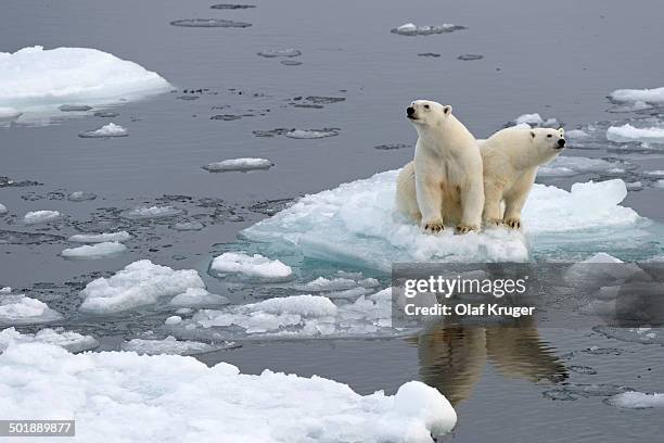 polar bears -ursus maritimus-, female and juvenile on an ice floe in the pack ice, spitsbergen island, svalbard archipeligo, svalbard and jan mayen, norway - pack ice stockfoto's en -beelden