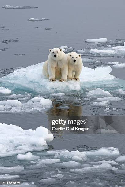 polar bears -ursus maritimus-, female and juvenile on an ice floe in the pack ice, spitsbergen island, svalbard archipeligo, svalbard and jan mayen, norway - drijfijs stockfoto's en -beelden