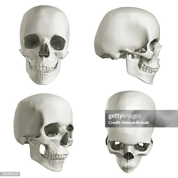 human skull, four different views, 3d illustration - dentures stock illustrations