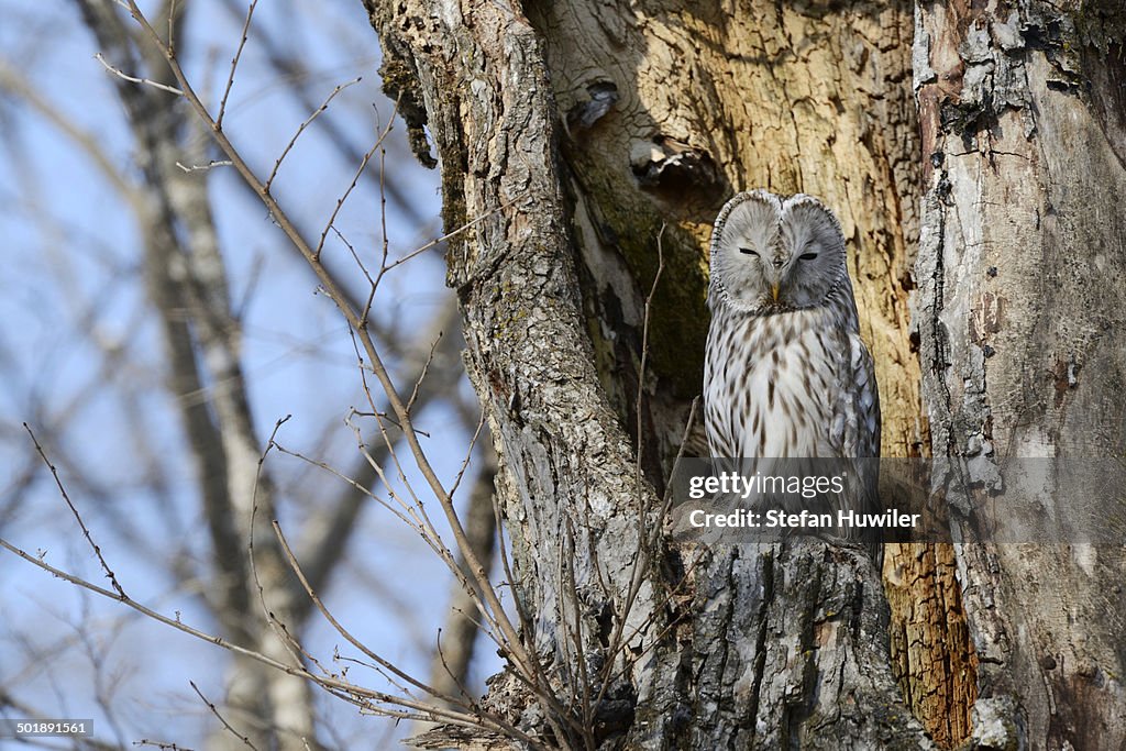 Ural owl -Strix uralensis- perched on an old tree trunk, nesting in the old tree, Kawayu Onsen, Kushiro, Hokkaido, Japan