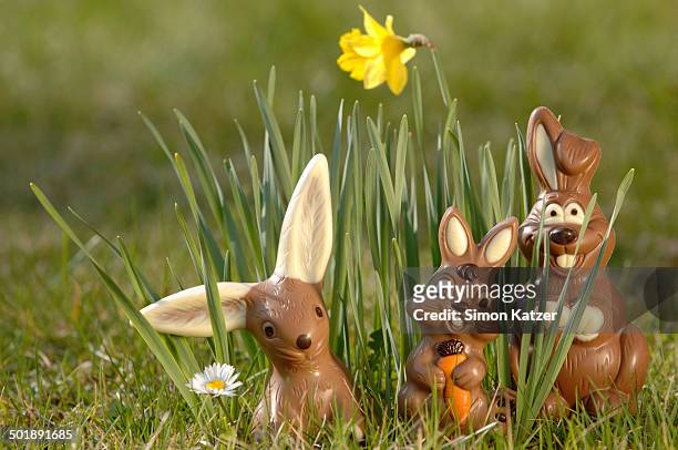 chocolate bunnies in a meadow between yellow daffodils - osterhase schokolade stock-fotos und bilder