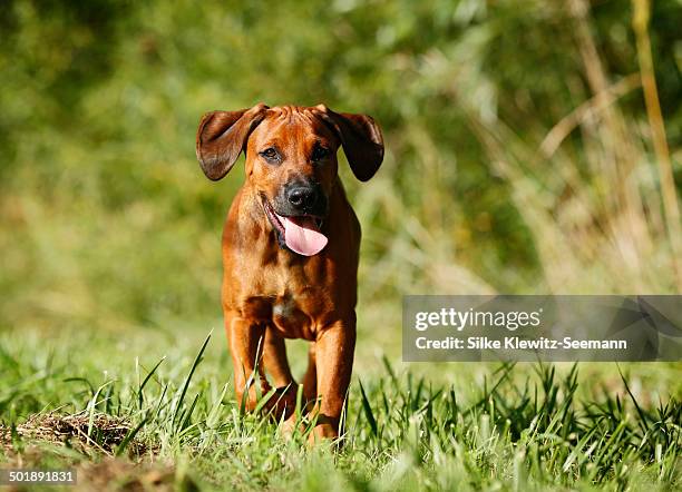 Rodish Ridgeback Rhodesian Ridgeback Photos and Premium High Res Pictures - Getty Images