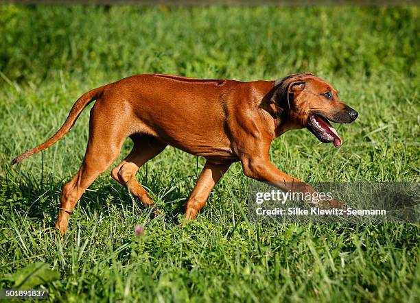 Rhodenic Ridgeback Rhodesian Ridgeback Photos and Premium High Res Pictures - Getty Images
