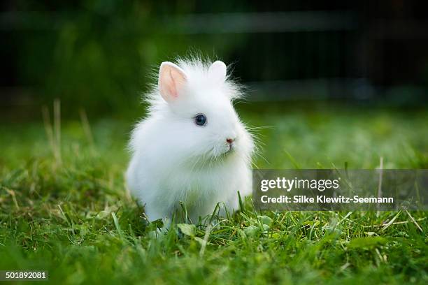75 Lionhead Rabbit Photos and Premium High Res Pictures - Getty Images 75 Lionhead Rabbit Photos And Premium High Res Pictures - Getty Images