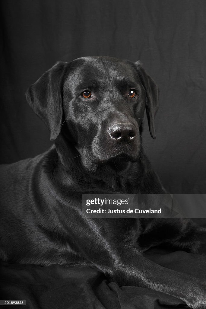 Black Labrador Retriever dog, male, Germany