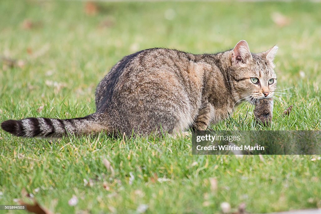 Domestic cat -Felis silvestris catus- with mouse prey, Germany