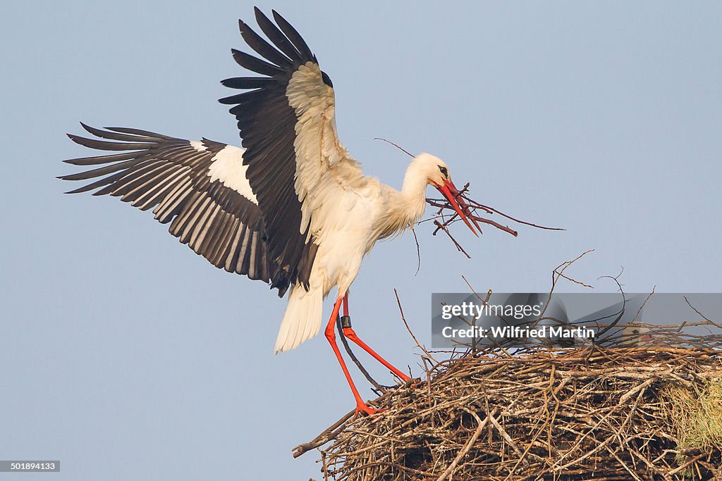 White Stork -Ciconia ciconia- with nesting material landing on nest, Hesse, Germany