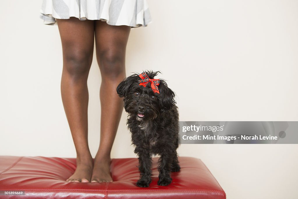 A young girl and her small black dog standing on a stool.