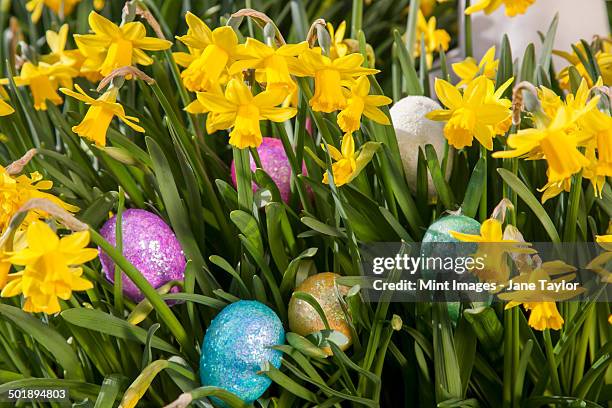 easter eggs hidden among small flowering daffodils. - recherche des oeufs de p