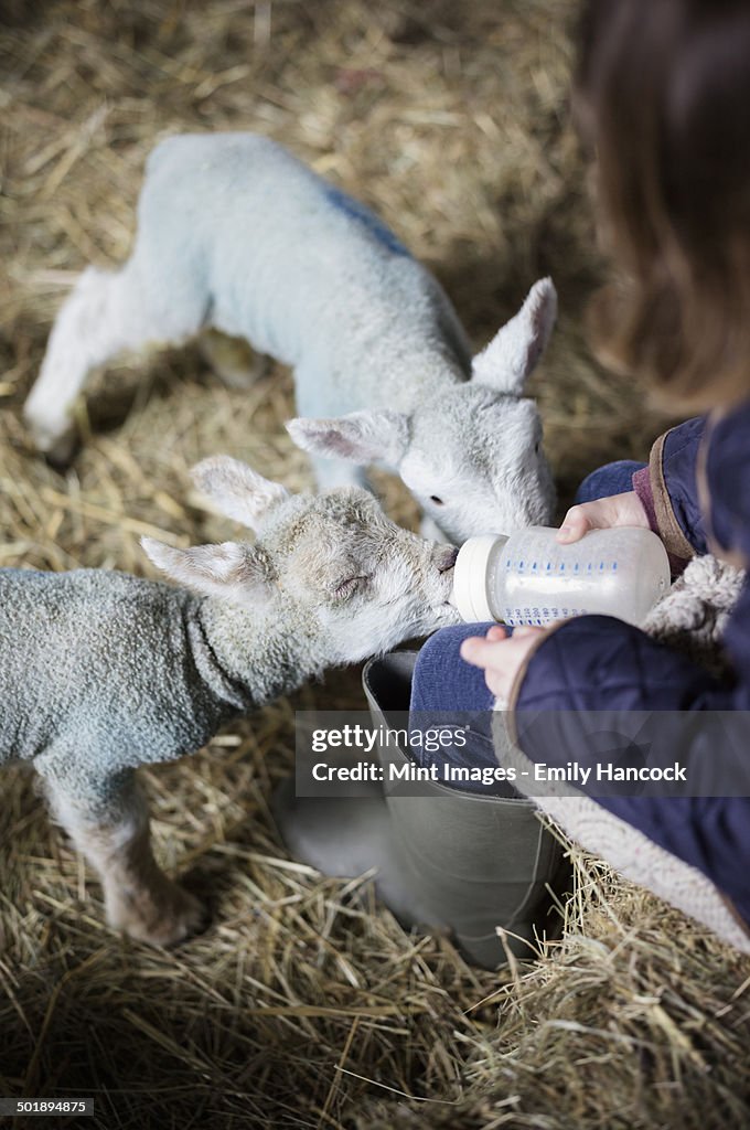 A girl bottle feeding a small hungry lamb.