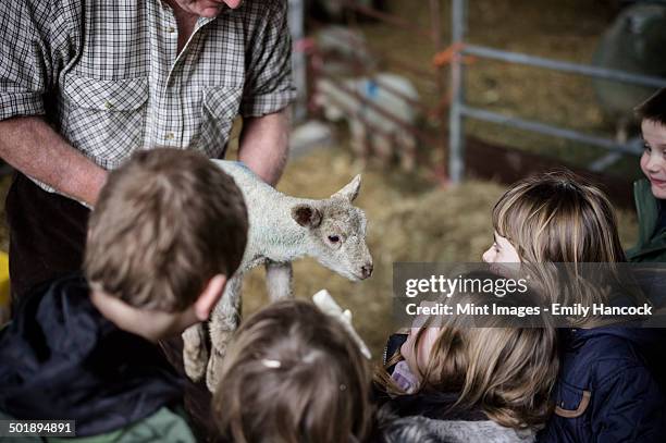 children and new-born lambs in a lambing shed. - young boy shepherd stock-fotos und bilder
