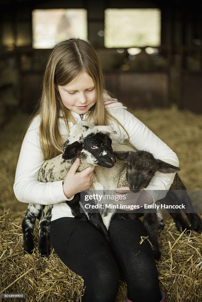 A girl holding two small lambs.