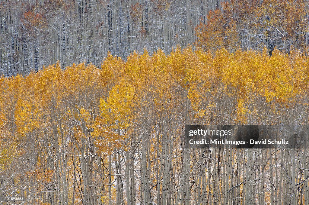 Maple and aspen trees in full autumn foliage in woodland.