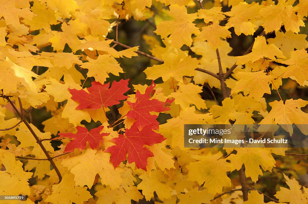 Vivid coloured maple leaves in autumn.