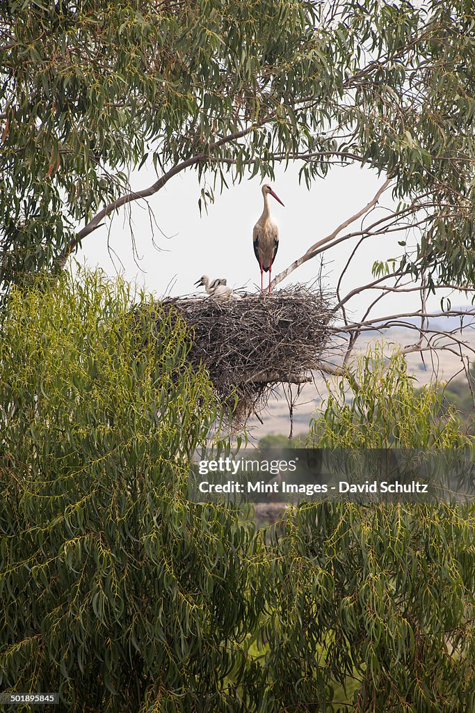 A white stork perched on a nest in the branches of a tree.