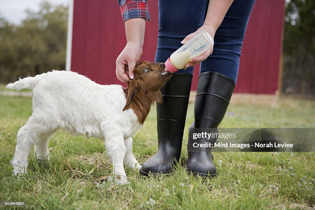 A girl bottle feeding a baby goat.
