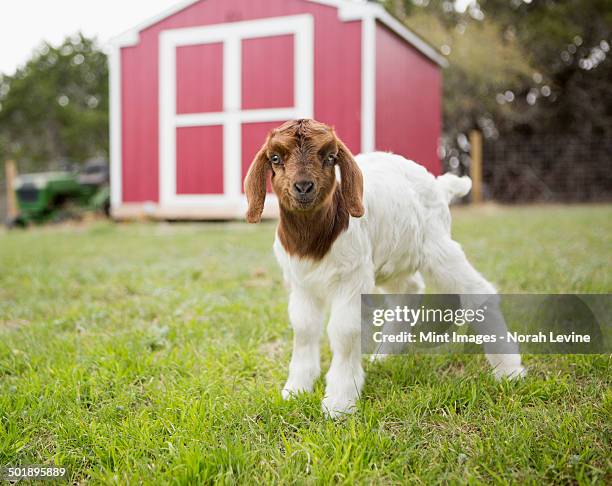 a baby goat outside a barn. - getkilling bildbanksfoton och bilder