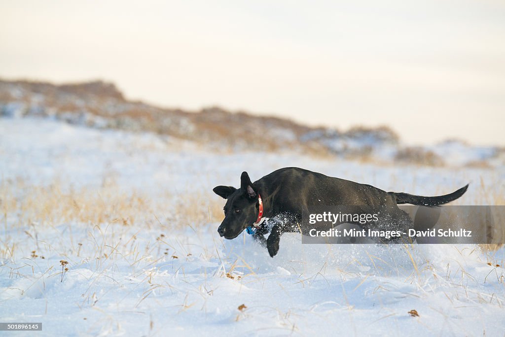 A black Labrador dog running in deep snow