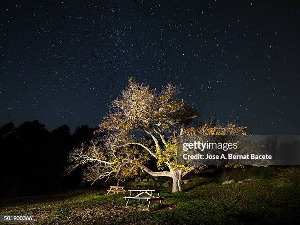 great walnut in an area of picnic in the mountain, one autumn night. - centenario fotografías e imágenes de stock