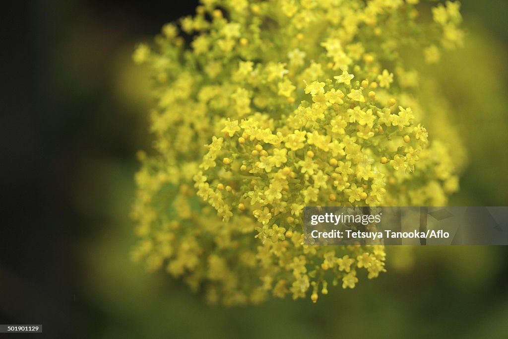 Golden Lace