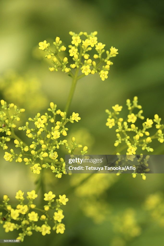 Golden Lace