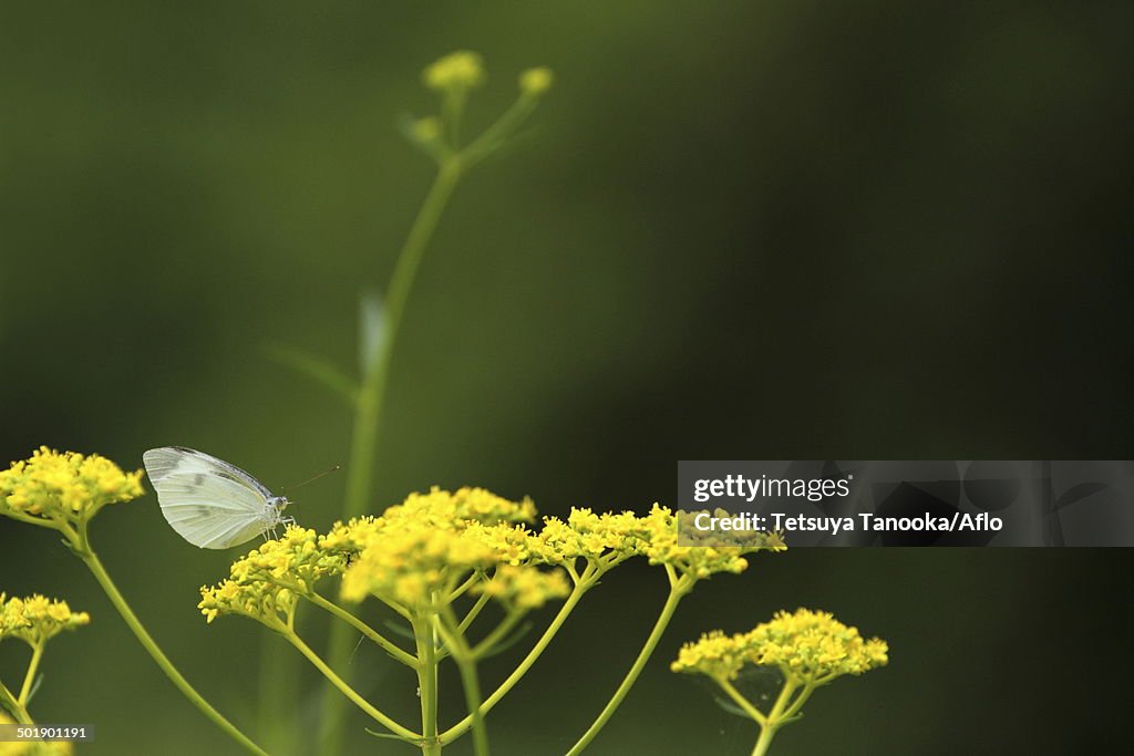 Golden Lace